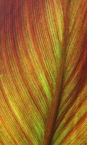 Preview wallpaper leaf, macro, lines, veins