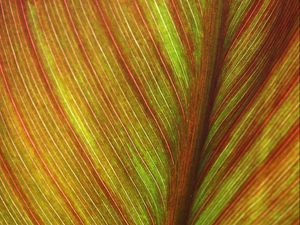 Preview wallpaper leaf, macro, lines, veins