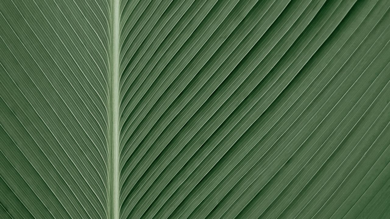 Wallpaper leaf, macro, lines
