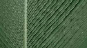 Preview wallpaper leaf, macro, lines