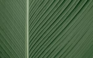 Preview wallpaper leaf, macro, lines