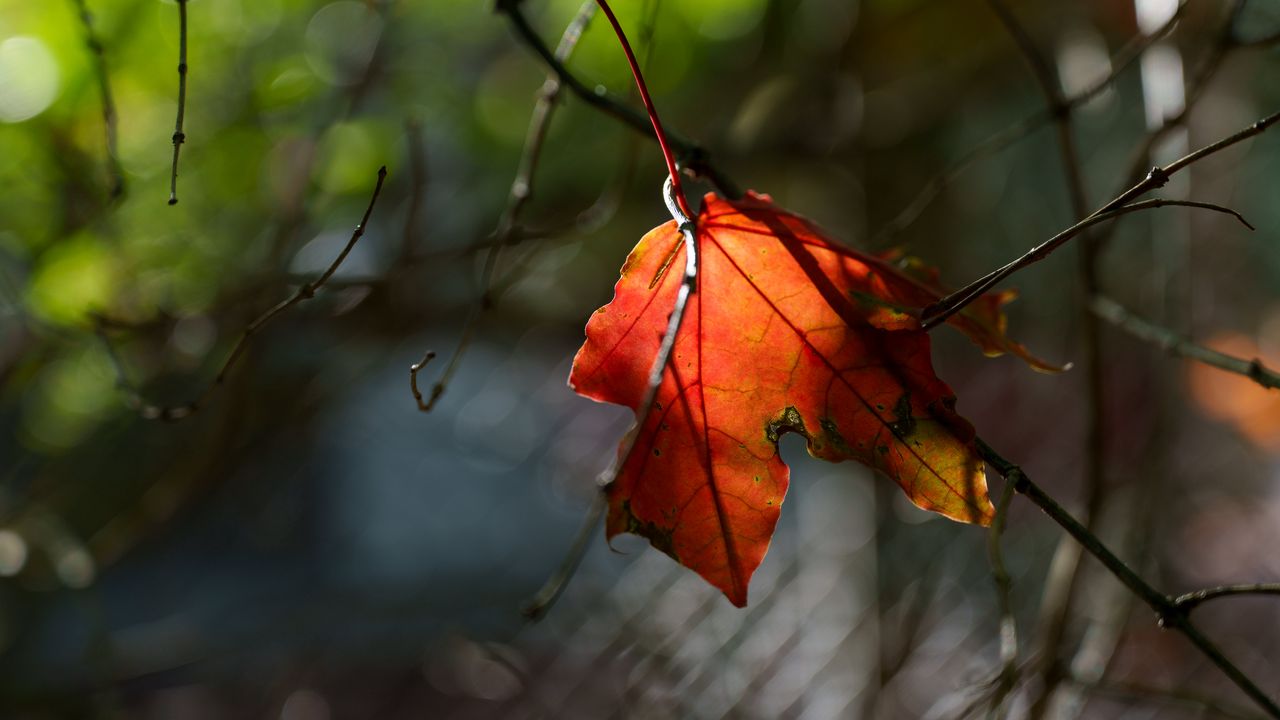 Wallpaper leaf, macro, orange, autumn, blur
