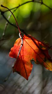 Preview wallpaper leaf, macro, orange, autumn, blur