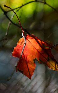 Preview wallpaper leaf, macro, orange, autumn, blur