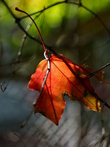 Preview wallpaper leaf, macro, orange, autumn, blur