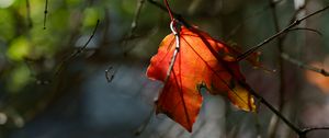 Preview wallpaper leaf, macro, orange, autumn, blur