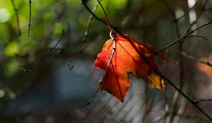 Preview wallpaper leaf, macro, orange, autumn, blur