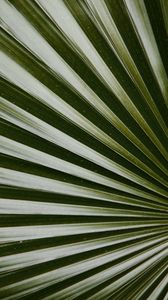 Preview wallpaper leaf, macro, palm, green, glossy