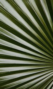 Preview wallpaper leaf, macro, palm, green, glossy