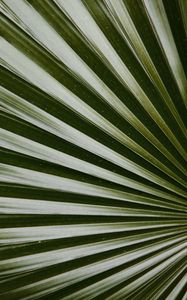 Preview wallpaper leaf, macro, palm, green, glossy