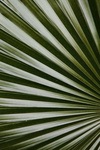 Preview wallpaper leaf, macro, palm, green, glossy