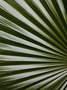 Preview wallpaper leaf, macro, palm, green, glossy