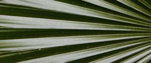 Preview wallpaper leaf, macro, palm, green, glossy