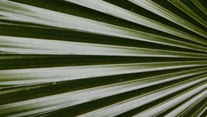 Preview wallpaper leaf, macro, palm, green, glossy