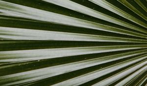 Preview wallpaper leaf, macro, palm, green, glossy