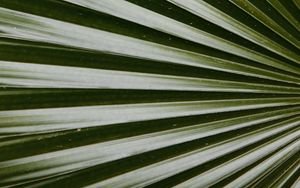 Preview wallpaper leaf, macro, palm, green, glossy