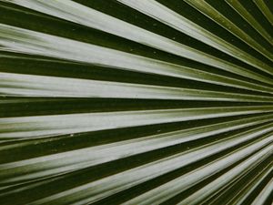 Preview wallpaper leaf, macro, palm, green, glossy