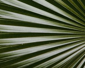 Preview wallpaper leaf, macro, palm, green, glossy