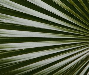 Preview wallpaper leaf, macro, palm, green, glossy