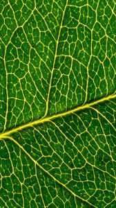 Preview wallpaper leaf, macro, pattern, cranny