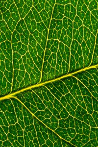 Preview wallpaper leaf, macro, pattern, cranny