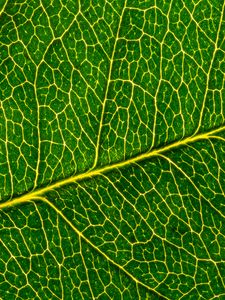 Preview wallpaper leaf, macro, pattern, cranny