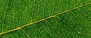 Preview wallpaper leaf, macro, pattern, cranny