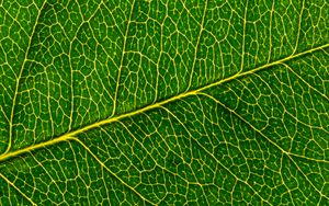 Preview wallpaper leaf, macro, pattern, cranny