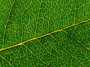 Preview wallpaper leaf, macro, pattern, cranny