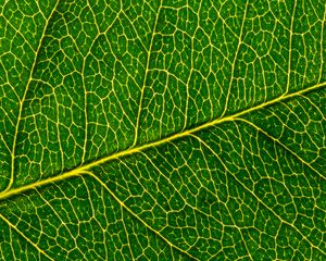 Preview wallpaper leaf, macro, pattern, cranny