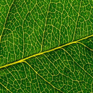 Preview wallpaper leaf, macro, pattern, cranny