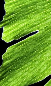 Preview wallpaper leaf, macro, plant, green, lines