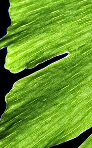 Preview wallpaper leaf, macro, plant, green, lines