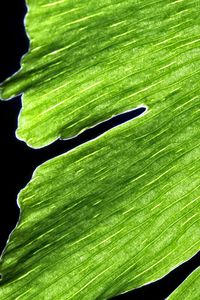 Preview wallpaper leaf, macro, plant, green, lines