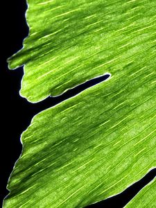 Preview wallpaper leaf, macro, plant, green, lines