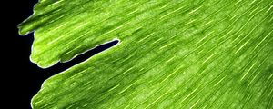 Preview wallpaper leaf, macro, plant, green, lines