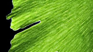 Preview wallpaper leaf, macro, plant, green, lines