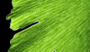 Preview wallpaper leaf, macro, plant, green, lines