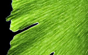 Preview wallpaper leaf, macro, plant, green, lines