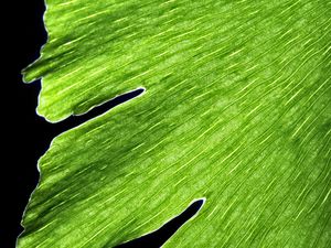 Preview wallpaper leaf, macro, plant, green, lines