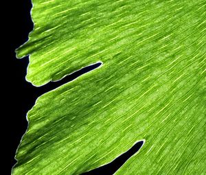 Preview wallpaper leaf, macro, plant, green, lines