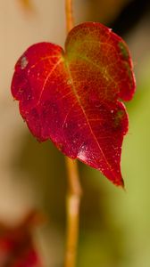 Preview wallpaper leaf, macro, plant, red, blur