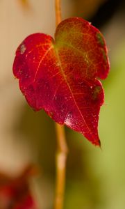 Preview wallpaper leaf, macro, plant, red, blur