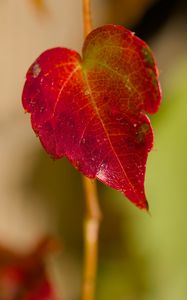 Preview wallpaper leaf, macro, plant, red, blur