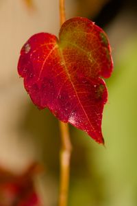 Preview wallpaper leaf, macro, plant, red, blur