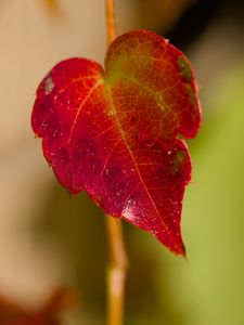 Preview wallpaper leaf, macro, plant, red, blur