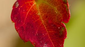 Preview wallpaper leaf, macro, plant, red, blur