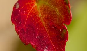 Preview wallpaper leaf, macro, plant, red, blur