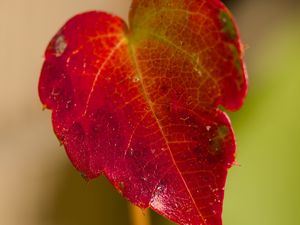 Preview wallpaper leaf, macro, plant, red, blur