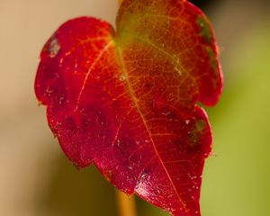 Preview wallpaper leaf, macro, plant, red, blur